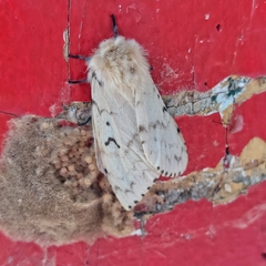 Lymantria dispar dispar