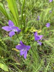 Campanula parryi