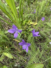Campanula parryi