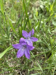 Campanula parryi