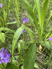 Campanula parryi