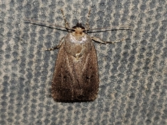 Amphipyra tragopoginis