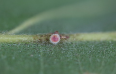 Andricus nigricens