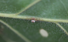 Andricus nigricens
