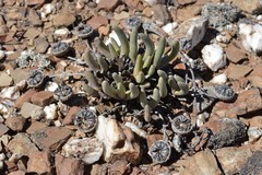 Cephalophyllum pulchrum