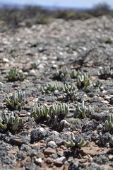 Cephalophyllum pulchrum