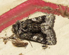 Behrensia conchiformis