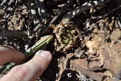 Haworthia nortieri