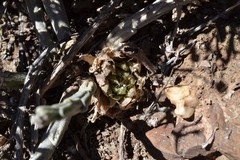 Haworthia nortieri