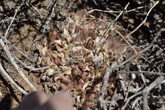 Haworthia nortieri