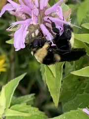 Bombus auricomus