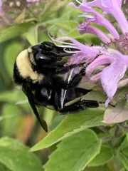 Bombus auricomus