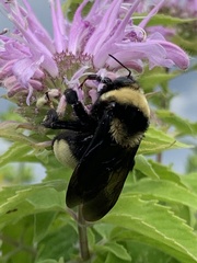 Bombus auricomus