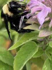 Bombus auricomus