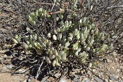 Cotyledon papillaris