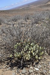 Cotyledon papillaris
