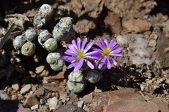 Conophytum