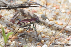 Cicindela formosa