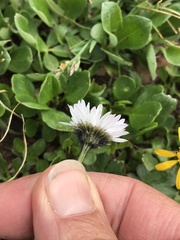 Erigeron melanocephalus