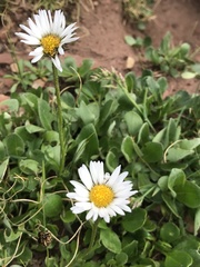 Erigeron melanocephalus
