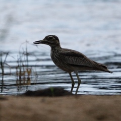 Burhinus senegalensis