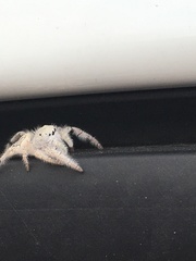 Paraphidippus fartilis