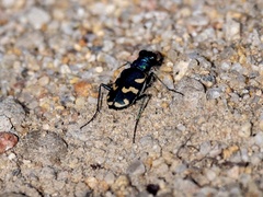 Cicindela coerulea nitida
