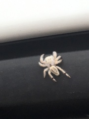 Paraphidippus fartilis