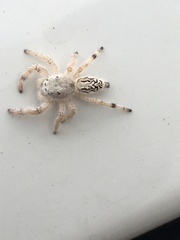 Paraphidippus fartilis