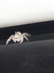 Paraphidippus fartilis