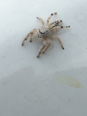 Paraphidippus fartilis