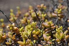 Crassula brevifolia