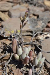 Adromischus filicaulis