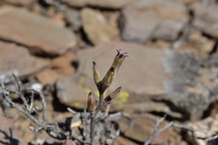 Adromischus filicaulis