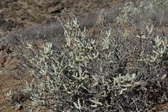 Stoeberia frutescens