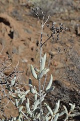 Stoeberia frutescens