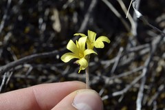 Oxalis pes-caprae sericea