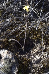 Oxalis pes-caprae sericea