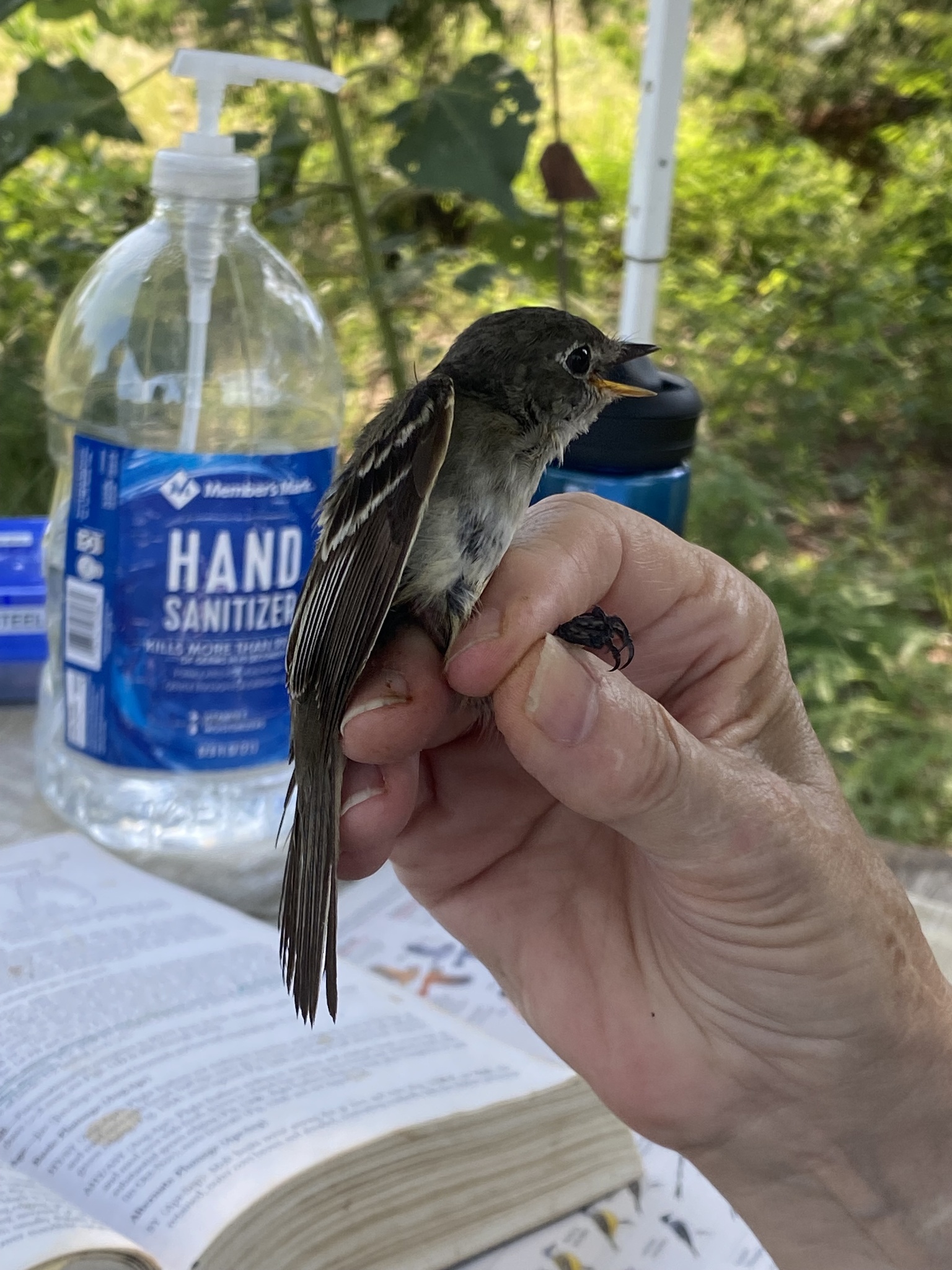 Least Flycatcher (Empidonax minimus)