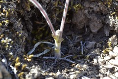 Oxalis pes-caprae sericea