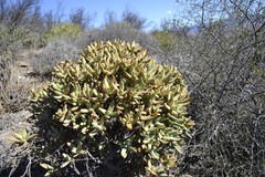 Crassula macowaniana