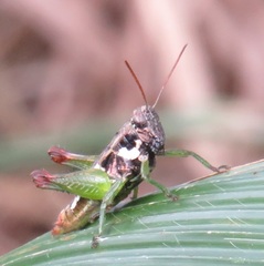 Parepistaurus eburlineatus