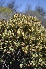 Crassula macowaniana