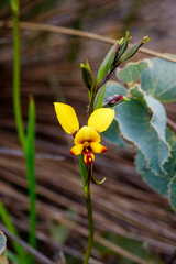 Diuris perialla