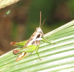 Parepistaurus eburlineatus