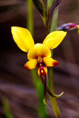 Diuris perialla