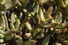 Crassula macowaniana