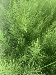 Equisetum arvense