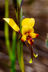Diuris perialla