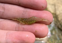 Macrobrachium lanchesteri